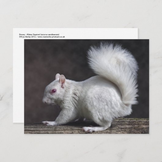 Snowy Postcard Postkarte (Vorne/Hinten)