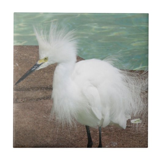 Snowy-Reiher-Fliese Fliese (Vorderseite)