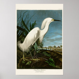 Snowy-Reiher-weiße Reiher Audubon Vögel von Poster