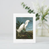 Snowy-Reiher-weiße Reiher Audubon Vögel von Postkarte (Stehend Vorderseite)