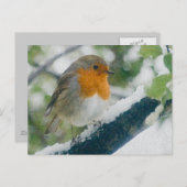 Snowy Robin Postcard Postkarte (Vorne/Hinten)