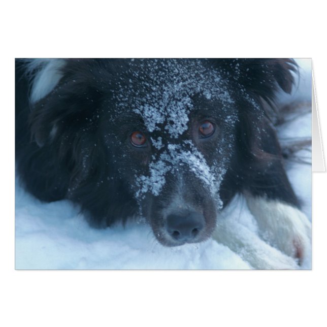 Snowy stellte Grenzcollie-niedliche Hundekarte (Vorderseite (Horizontal))