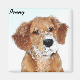 Snowy stellte Penny-Magneten gegenüber Magnet