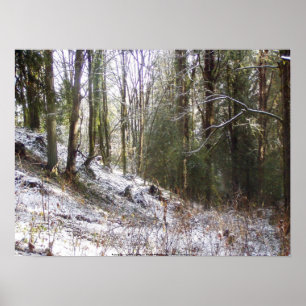 Snowy Sunlit Forest Glade Poster