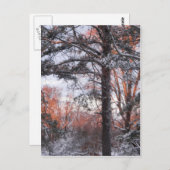 Snowy Sunrise Winterschnee Pine Tree Foto Postkarte (Vorne/Hinten)