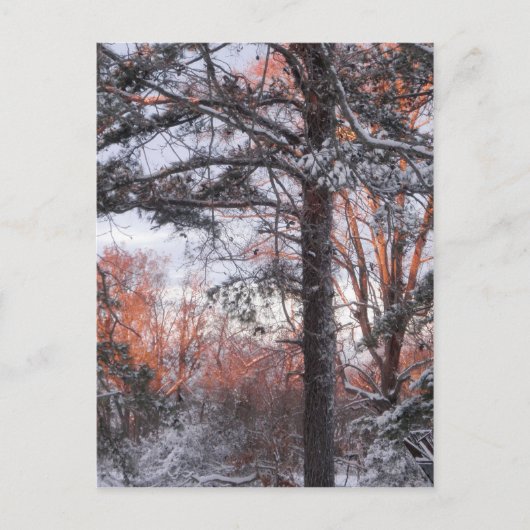 Snowy Sunrise Winterschnee Pine Tree Foto Postkarte (Vorderseite)