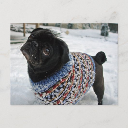 Snowy Sweater Mops Postcard Postkarte (Vorderseite)