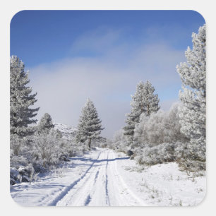 Snowy Track and Pine Trees, Cambrians, in der Nähe Quadratischer Aufkleber