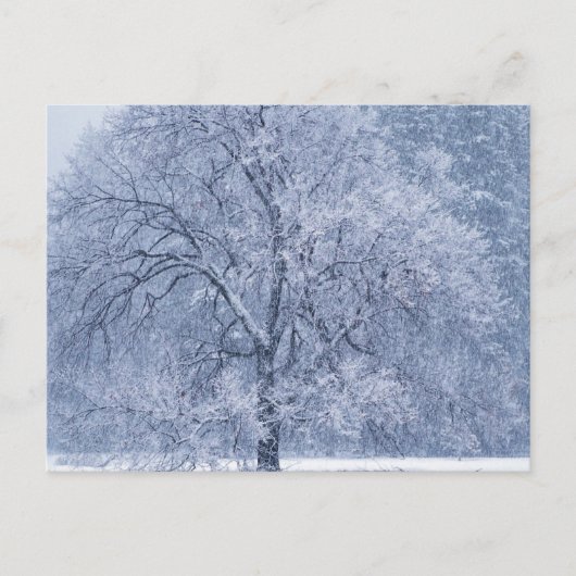 Snowy Tree Winter Frozen Szene Postkarte (Vorderseite)