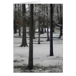 Snowy Trees