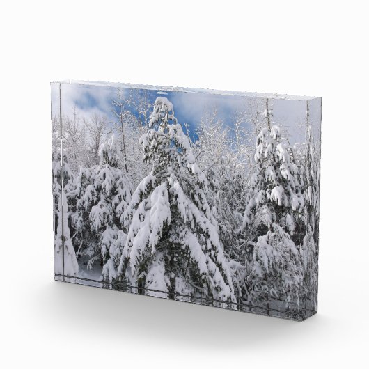 Snowy Trees Fotoblock (Rechts)