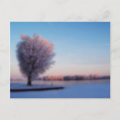 Snowy Trees Postcard Postkarte (Vorderseite)
