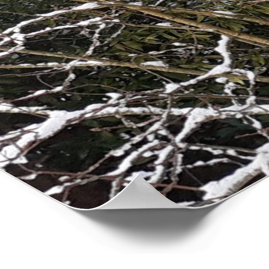 Snowy Trees Poster (Ecke)