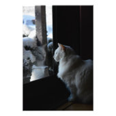 Snowy White Kitty Fotodruck (Vorne)
