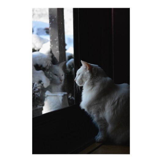 Snowy White Kitty Fotodruck (Vorne)