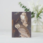 Snowy White Owls auf einer dunklen, Beängstigenden Postkarte (Stehend Vorderseite)
