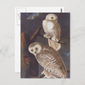 Snowy White Owls auf einer dunklen, Beängstigenden Postkarte (Vorne/Hinten)