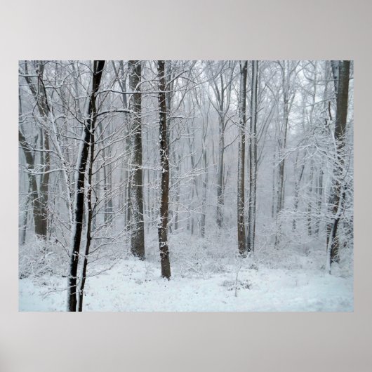 Snowy White Poplar Forest Poster (Vorne)