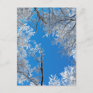 Snowy Winter Scene Postkarte