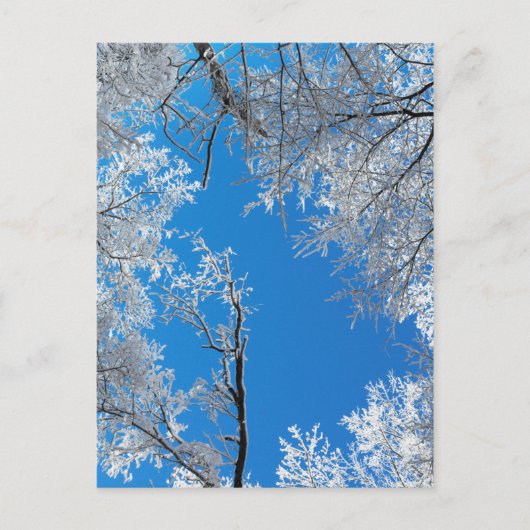 Snowy Winter Scene Postkarte (Vorderseite)