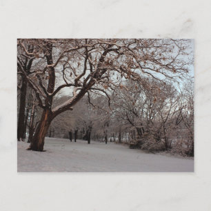 Snowy Woods Foto Postkarte