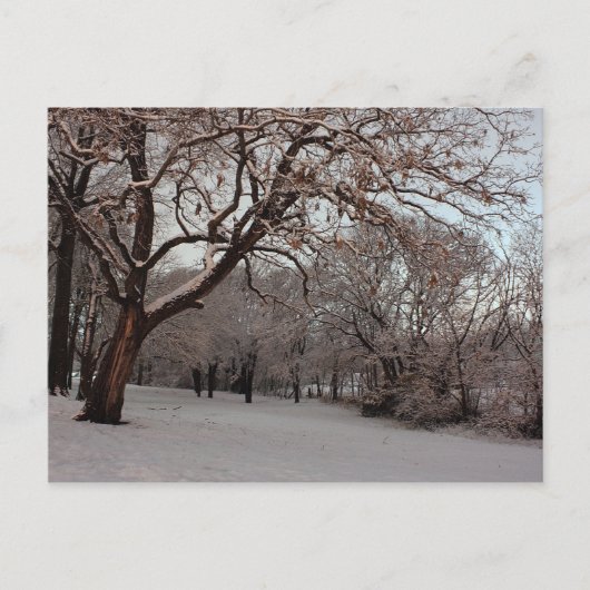 Snowy Woods Foto Postkarte (Vorderseite)