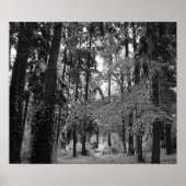 Snowy Woods Poster (Vorne)