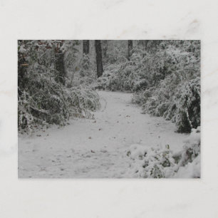 Snowy Woods Postkarte