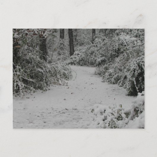 Snowy Woods Postkarte (Vorderseite)