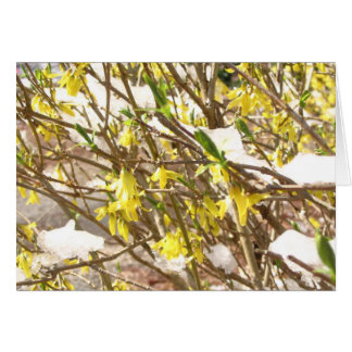 SnowyForsythia