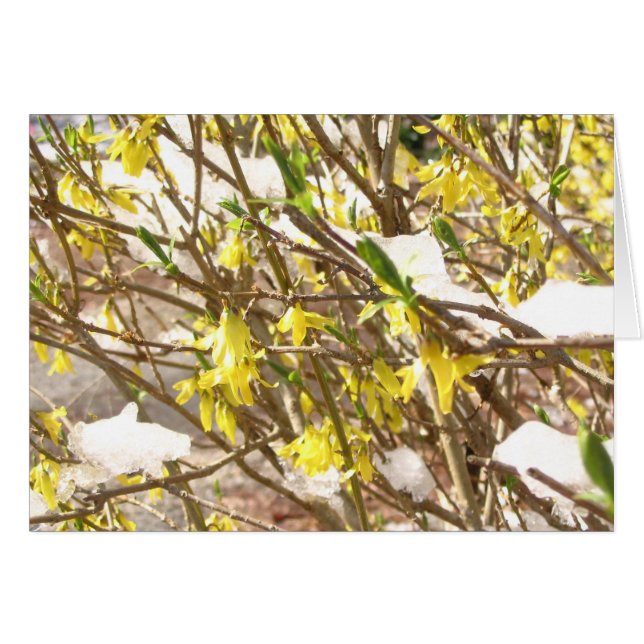 SnowyForsythia (Vorderseite (Horizontal))