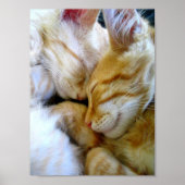 Snugggle Kittens Poster (Vorne)