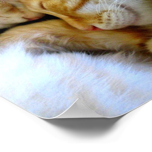 Snugggle Kittens Poster (Ecke)