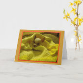 Snuggled Chihuahua-Gruß-Karte Karte