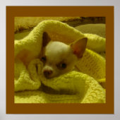Snuggled Chihuahua Puppy Poster (Vorne)