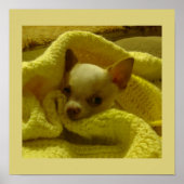 Snuggled Chihuahua Puppy Poster (Vorne)