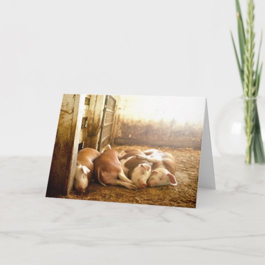 Snuggling Schweine Getty Bild-| Karte (Vorderseite)