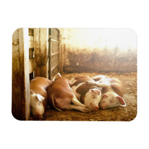 Snuggling Schweine Getty Bild- Magnet