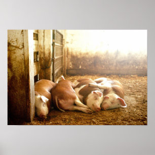 Snuggling Schweine Getty Bild-  Poster