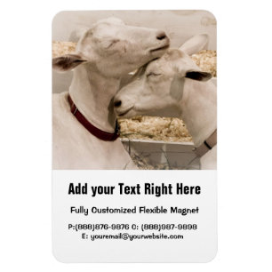 Snuggling Ziegen Magnet