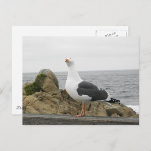 So Funny Tilhead Seagull Postkarte (Vorne/Hinten)