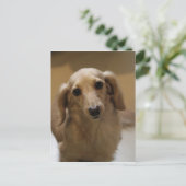 So Niedlich Dachschund Puppy Postkarte (Stehend Vorderseite)