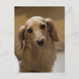 So Niedlich Dachschund Puppy Postkarte