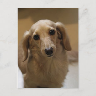 So Niedlich Dachschund Puppy Postkarte