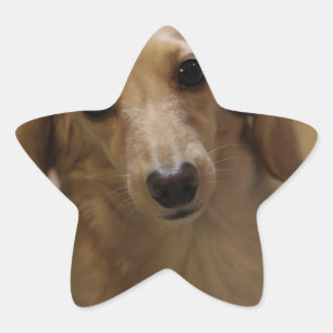 So Niedlich Dachschund Puppy Stern-Aufkleber