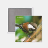 So Niedlich, so neugierig: Ein Kastaniengefieder Magnet (Vorderseite/Rückseite)