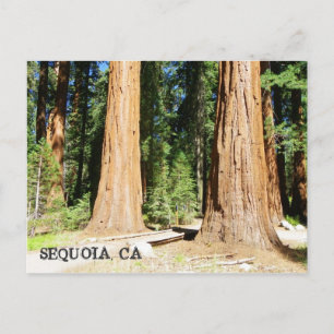 So schön Sequoia Postcard! Postkarte