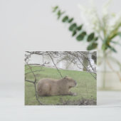 So süß der Riesennnager Postkarte (Stehend Vorderseite)