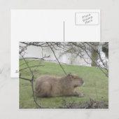 So süß der Riesennnager Postkarte (Vorne/Hinten)