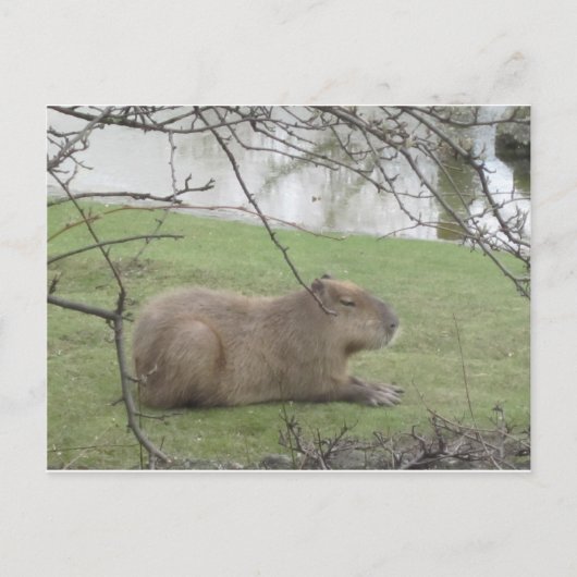 So süß der Riesennnager Postkarte (Vorderseite)
